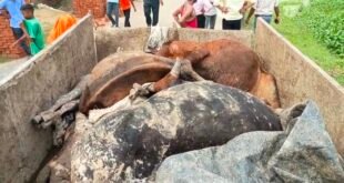 बरेली: कान्हा उपवन में आधा दर्जन से अधिक गोवंश मृत मिलने से हड़कंप, ट्रॉली में ले जाए जा रहे शव पकड़े।