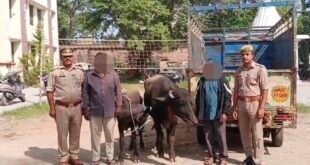 भैंस-पड़िया चोरी का 24 घंटे में खुलासा, पिकअप समेत दो आरोपी गिरफ्तार।